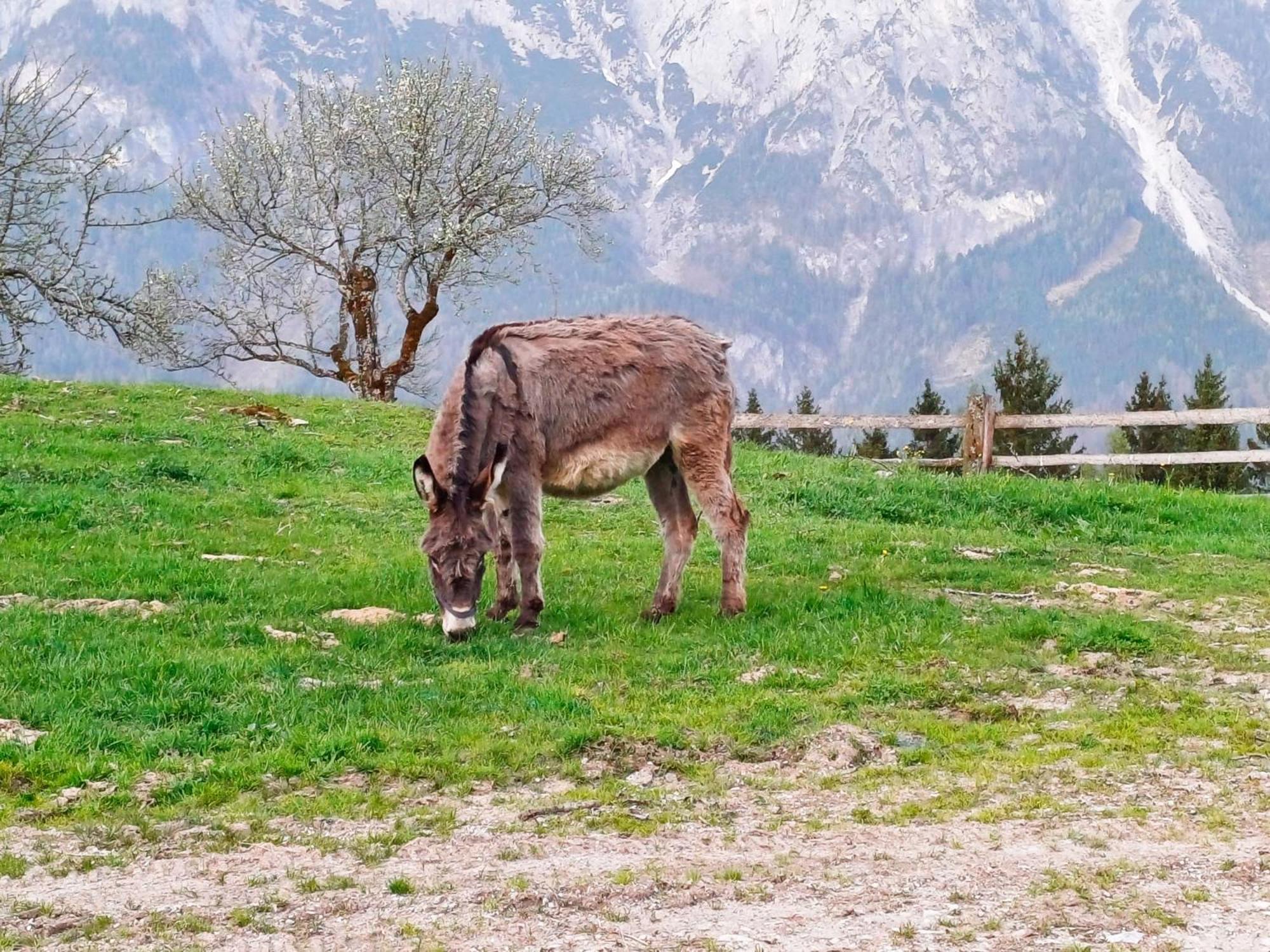 Mountain Residence Riesgut ヴェルフェン エクステリア 写真